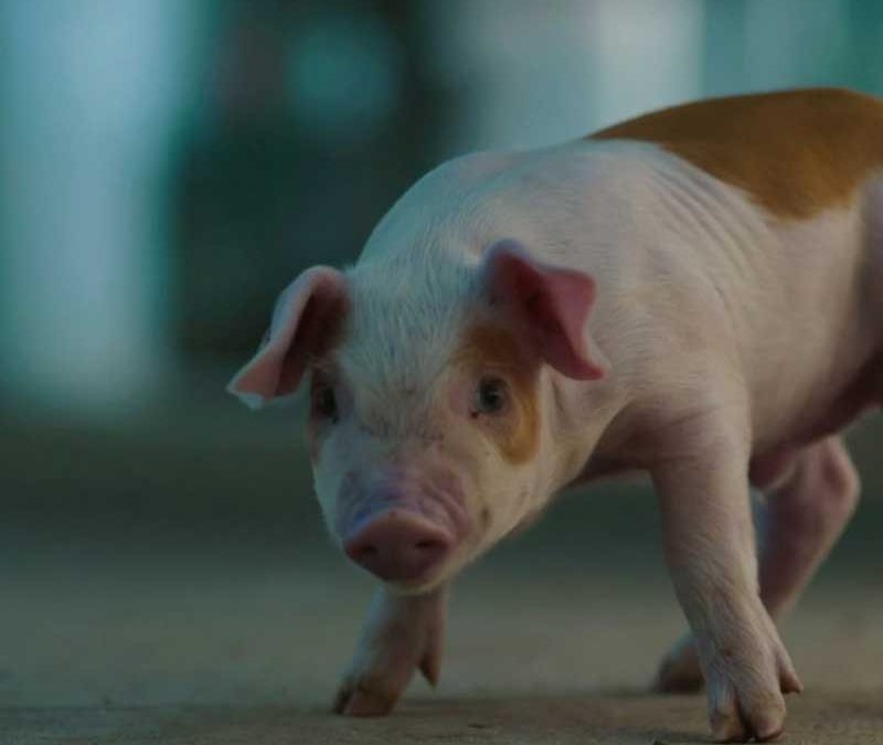 Agroalimentaria Chico – NUTRILIPID