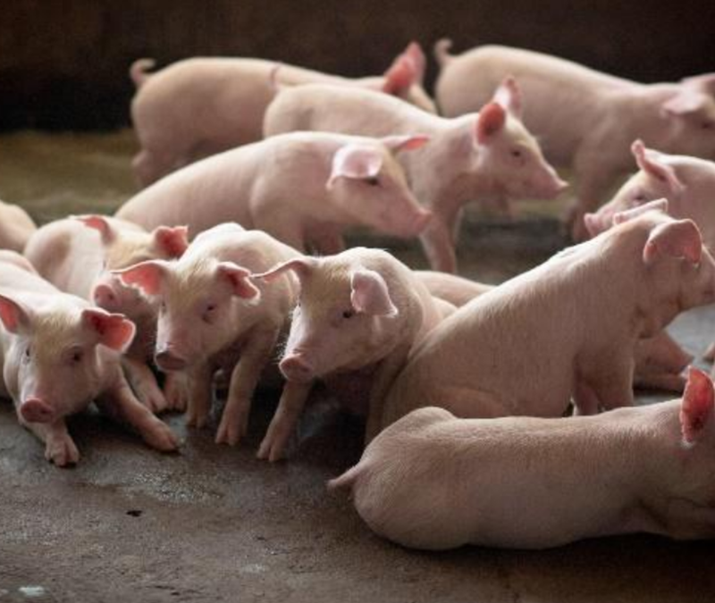 PigCHAMP Pro Europa – Prrsons & Biorisk