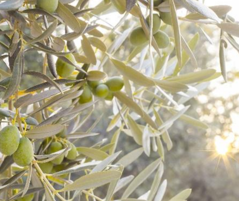 Oleica – Olive Solutions