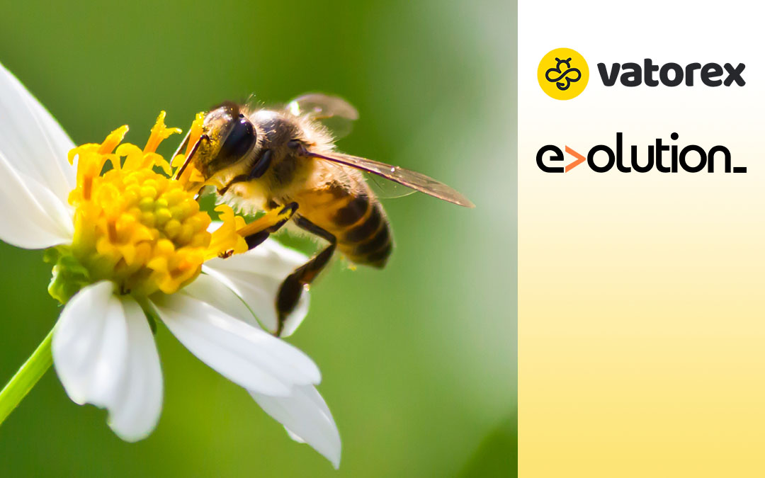 Innovation Interview: Vatorex, taking care of bees to improve our lives
