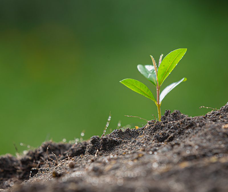 Biome Makers – BeCrop