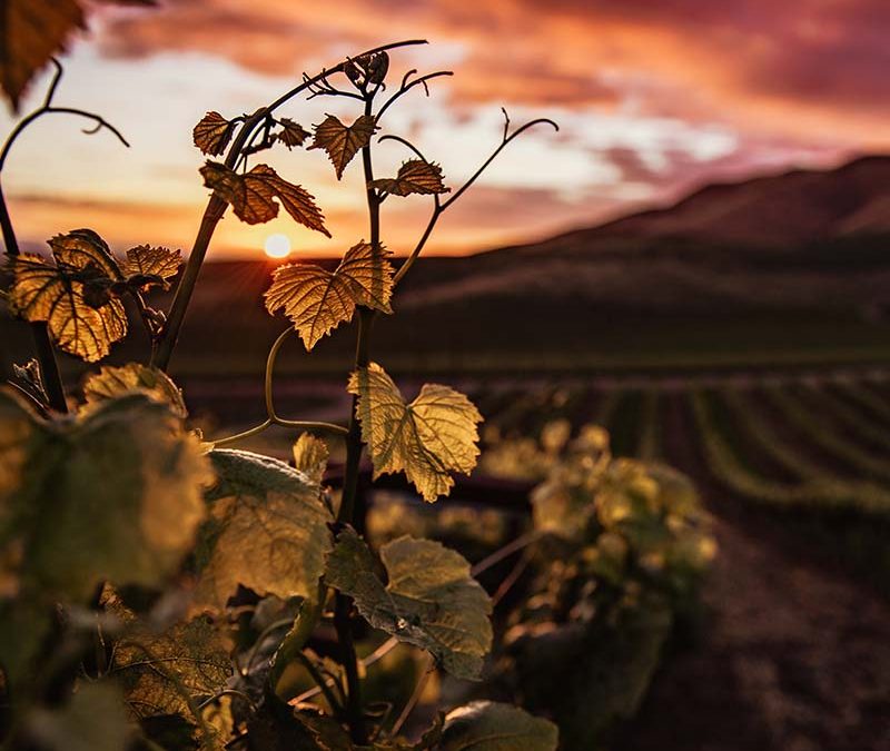 PRADOREY – VINOSALUD