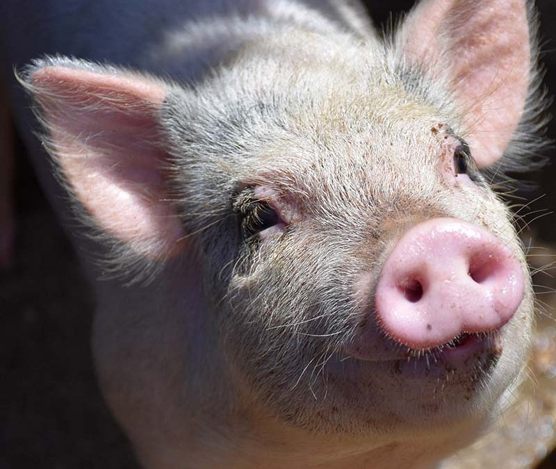 Nutriganse – FILTRAGRAS