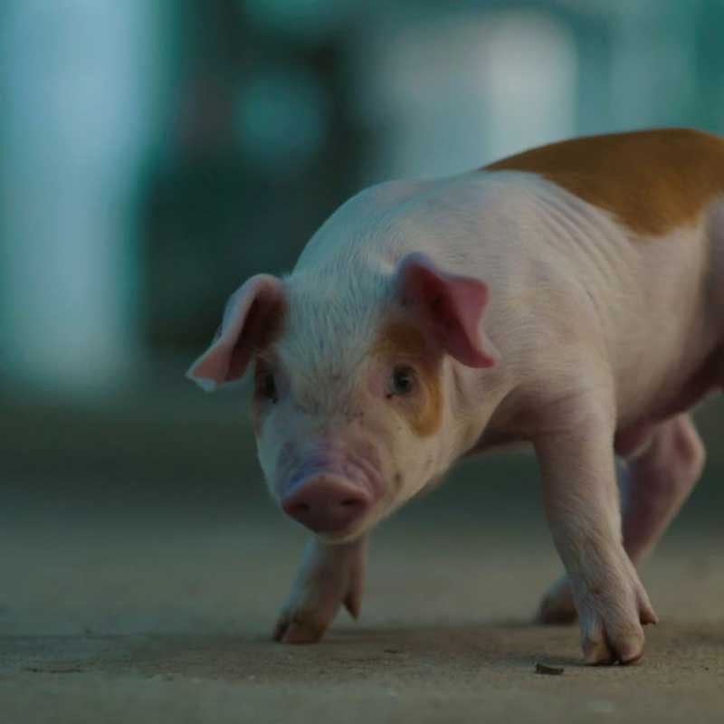 pig-agrolimentario-chico